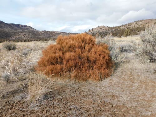 Ephedra