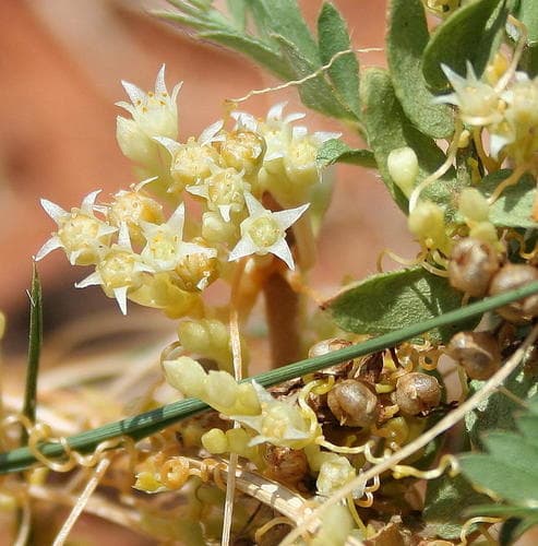 Longpetal Dodder