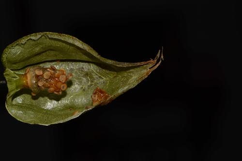 Physalis aggregata
