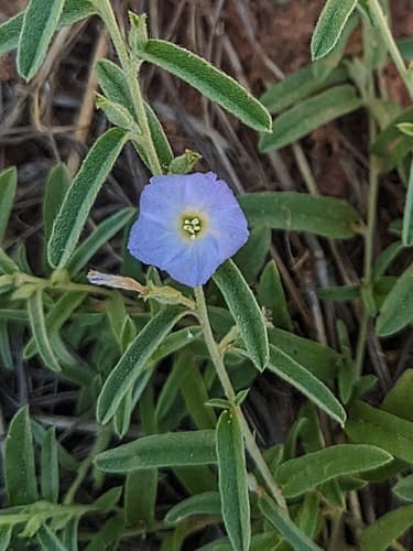 Bonamia oblongifolia