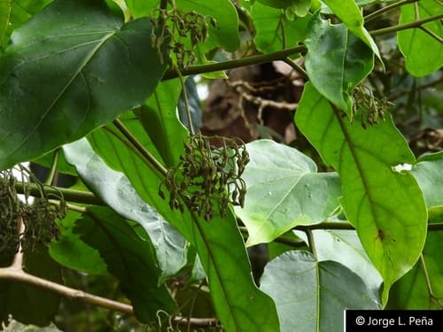 Solanum huilense