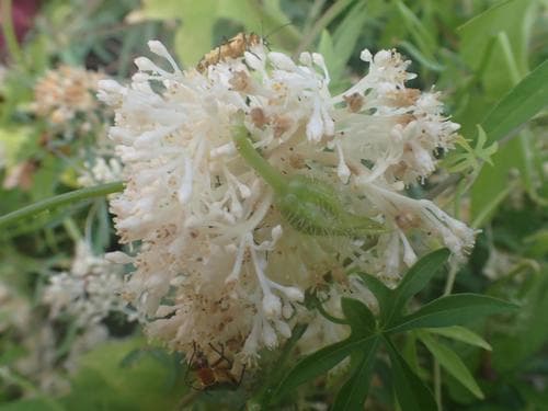 Sonoran Dodder