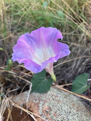 Gila Morning Glory