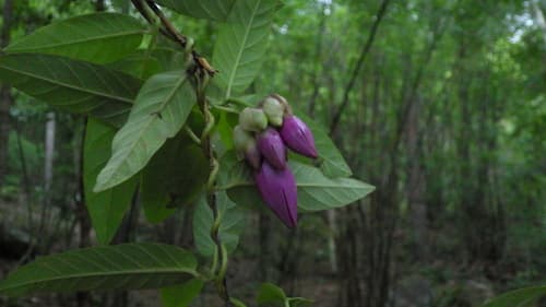 Argyreia suddeeana