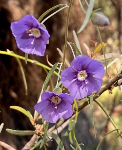 Silky Duperreya
