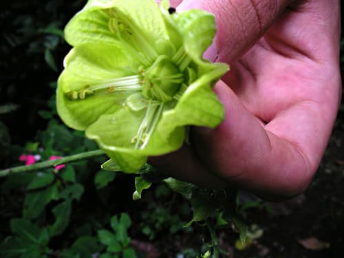 Aosa grandis