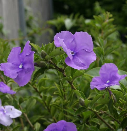 Brunfelsia pilosa