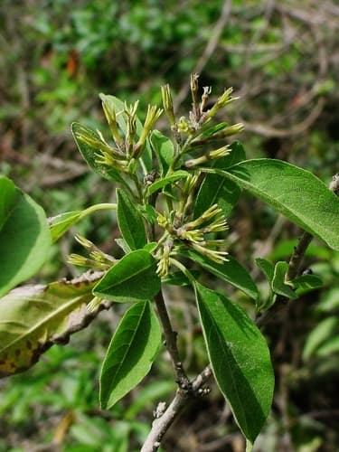 Bushy Cestrum