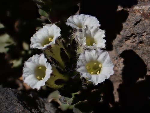 Combera paradoxa