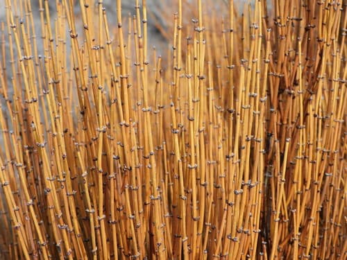 Ephedra