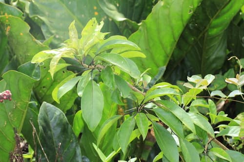 Solandra paraensis