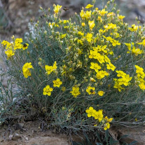 Uintah Blazingstar