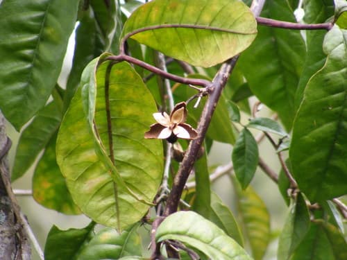 Ipomoea ternata