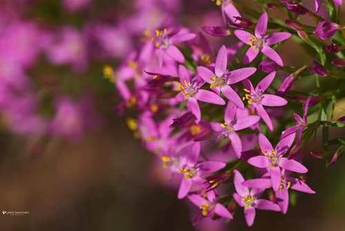 Centaury