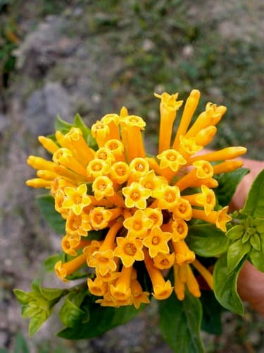 Cestrum corymbosum