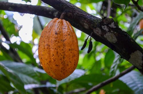 Cacao