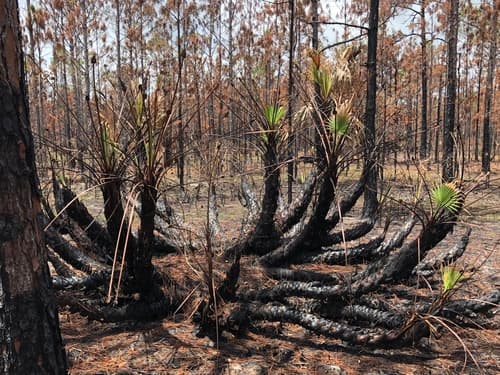 Saw Palmetto