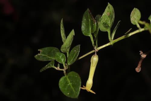 Salpichroa sanmiguelina