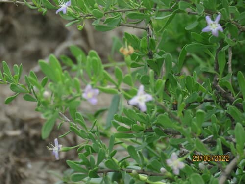 Lycium isthmense