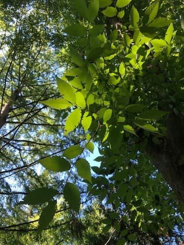 Chinese Zelkova