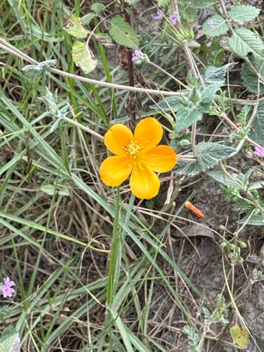 Mentzelia sericea