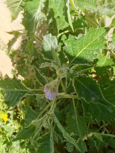 Solanum sinuatiexcisum