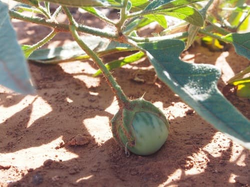 Solanum watneyi