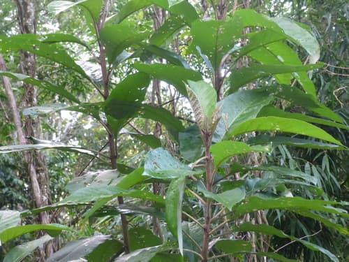 Solanum bullatum