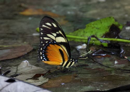 Papilio ascolius