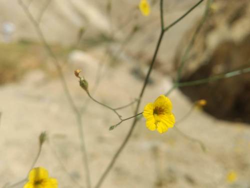 Reyesia parviflora