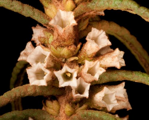 Symonanthus aromaticus