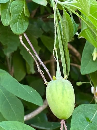 Solanum nematopus