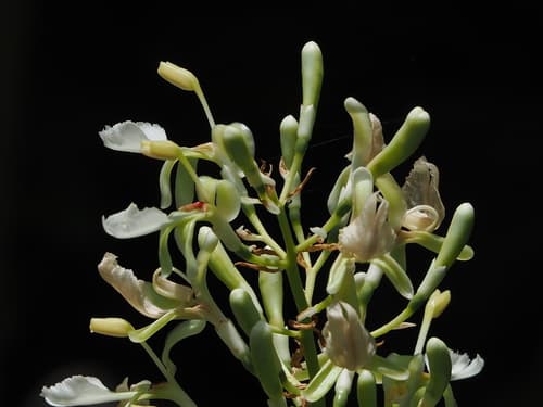 Galangal