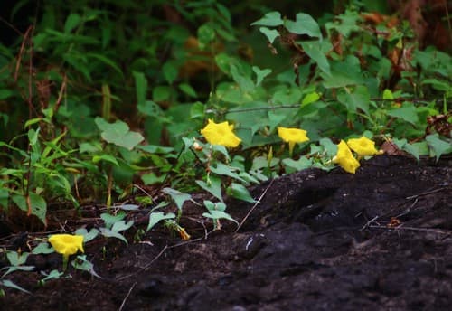 Ipomoea clarkei