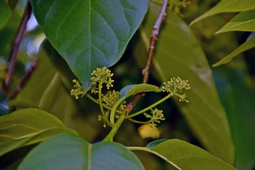 Chinese tupelo