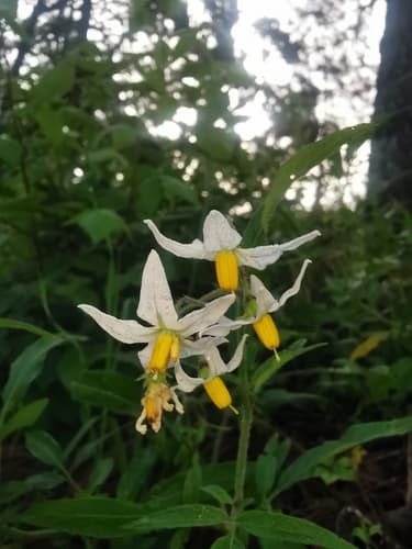 Solanum trifidum