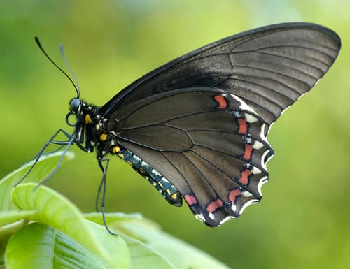 West-Mexican Swallowtail