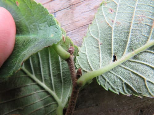 Slippery Elm