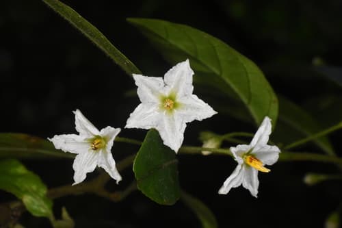 Lycianthes chiapensis