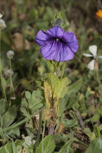 Solanum herculeum