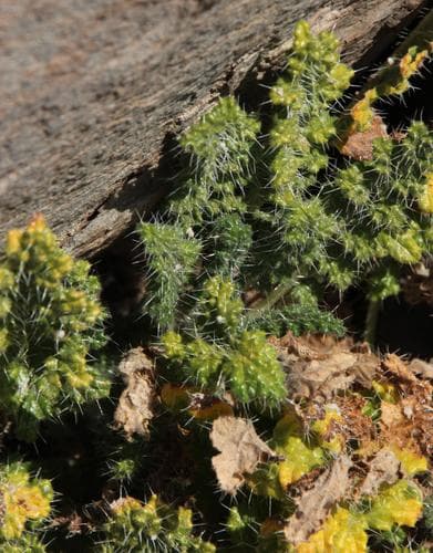 Caiophora andina