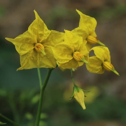 Solanum arcanum