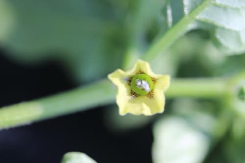 Physalis ampla