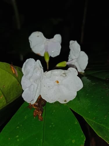 Chiricaspi Raintree