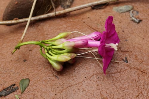 Ipomoea exserta