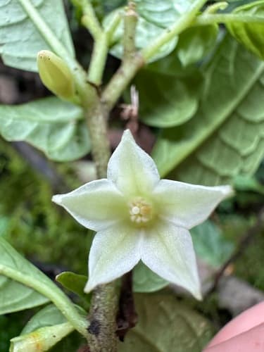 Cuatresia cuspidata
