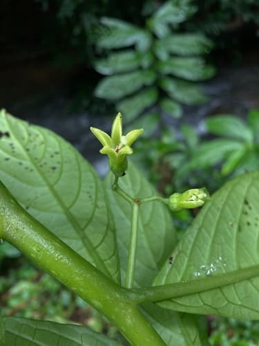 Cuatresia cuneata