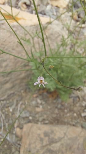 Reyesia cactorum