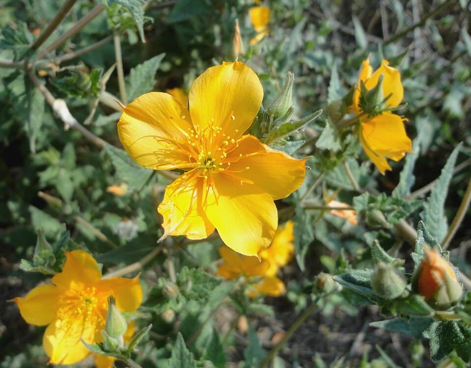 Mentzelia