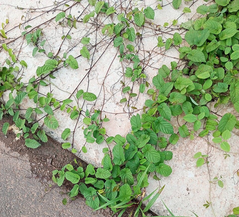 Merremia poranoides